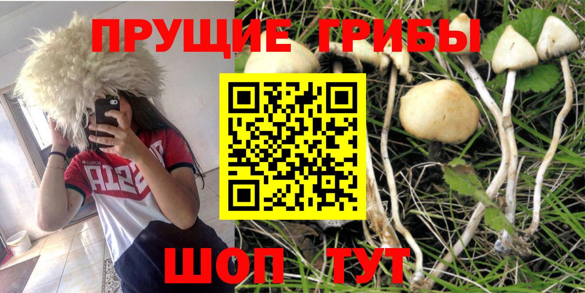 Тверь  Псилоцибиновые грибы MAGIC MUSHROOMS  Псилоцибиновые грибы Psilocybe  Вход с VPN 